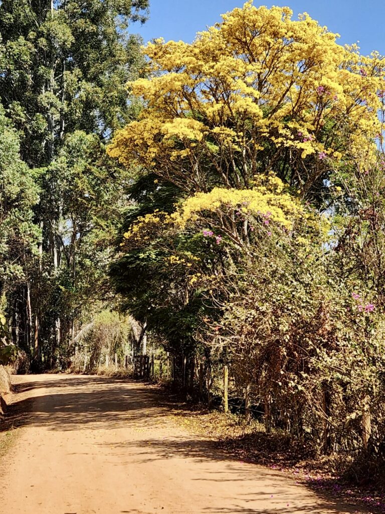 A dirt road lined with beautiful trees displaying vibrant yellow leaves