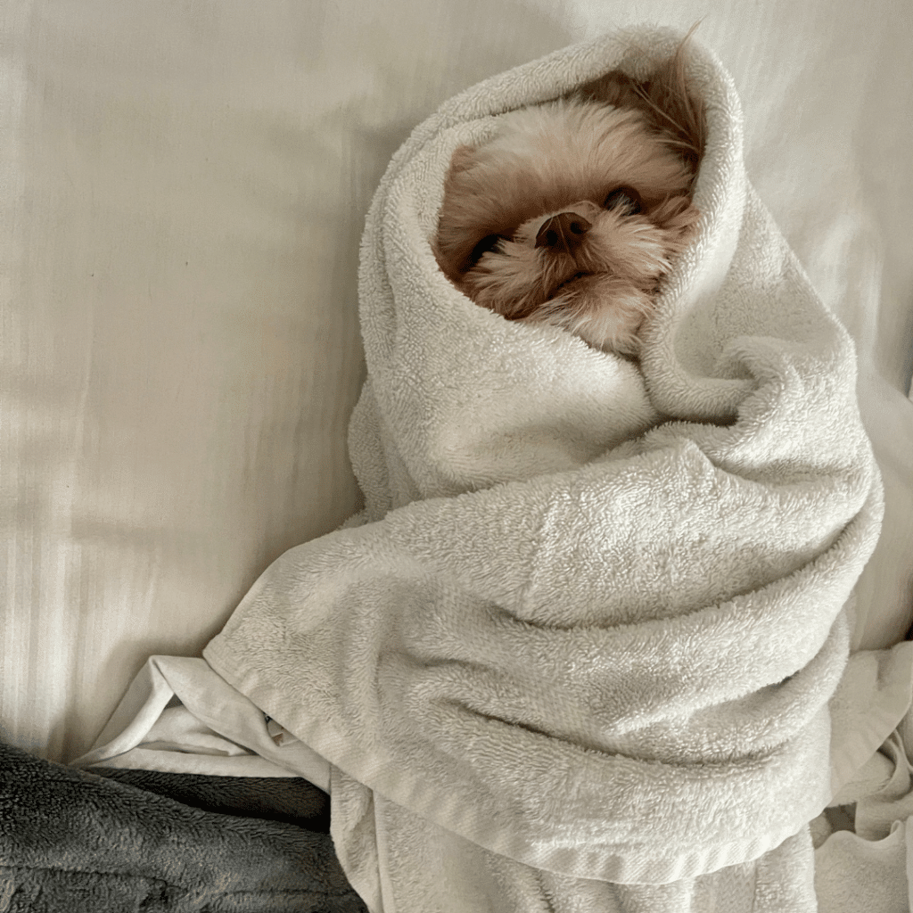 Dog wrapped in a towel like a burrito, looking cozy and adorable