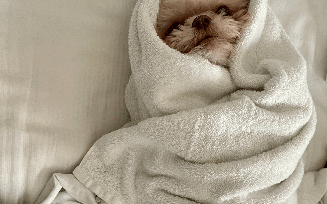 Dog wrapped in a towel like a burrito, looking cozy and adorable