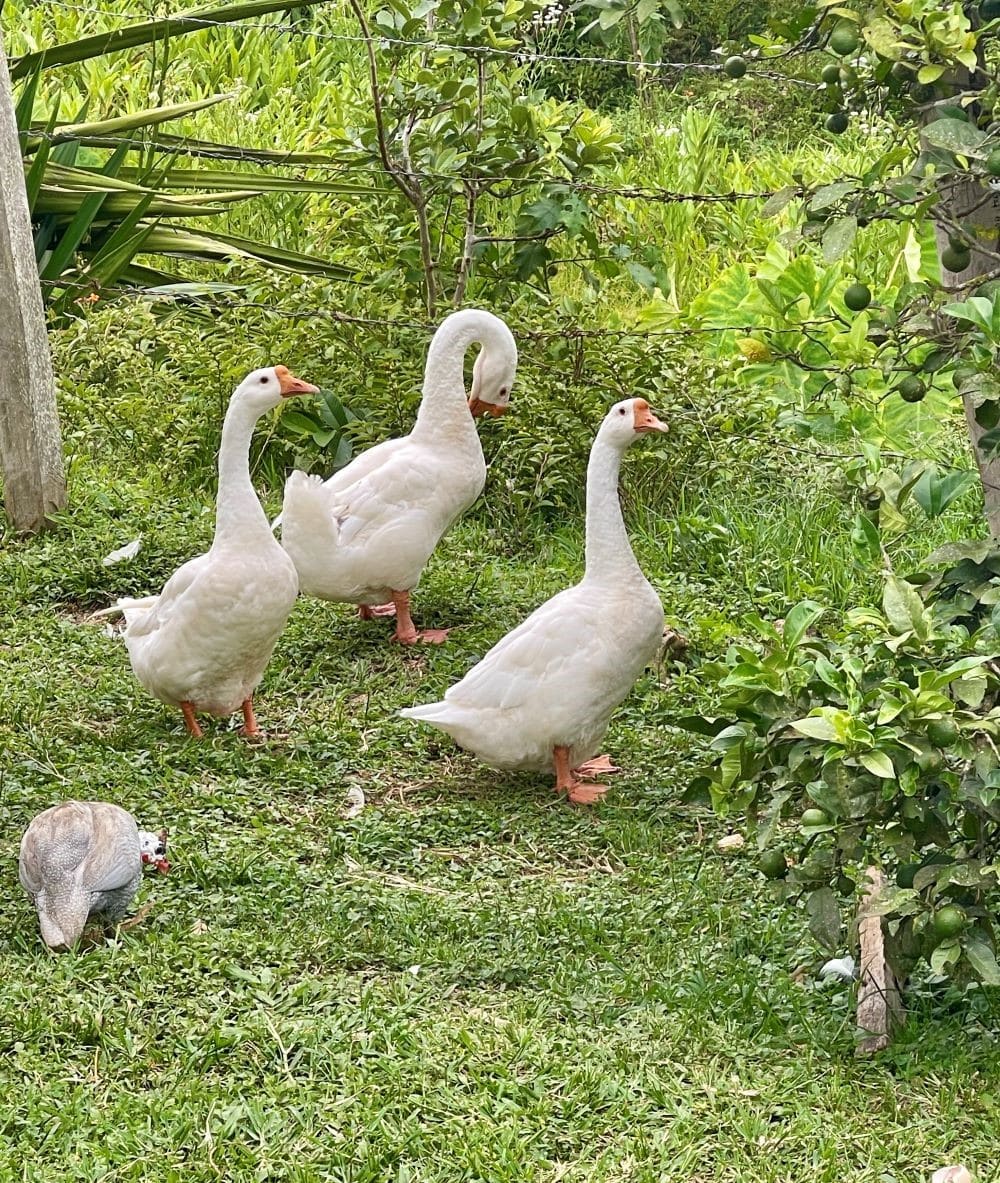 Three ducks waddling through vibrant green grass, capturing a lively moment in nature.